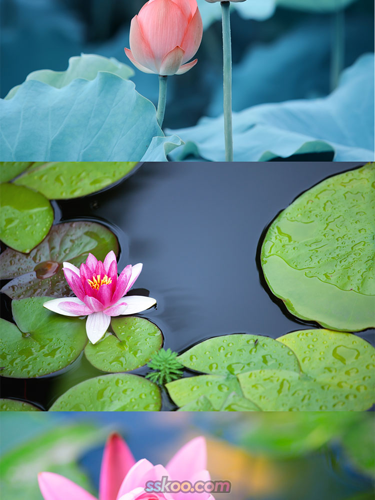 粉红白色荷花图片莲花荷叶荷塘特写宣传海报设计高清摄影JPG素材插图3