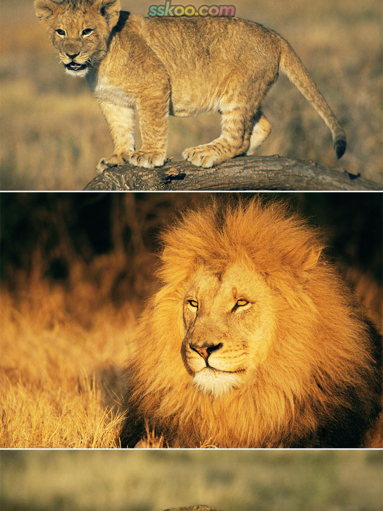 狮子雄狮母雌狮幼崽非洲草原野生动物特写摄影照高清JPG图片素材插图4