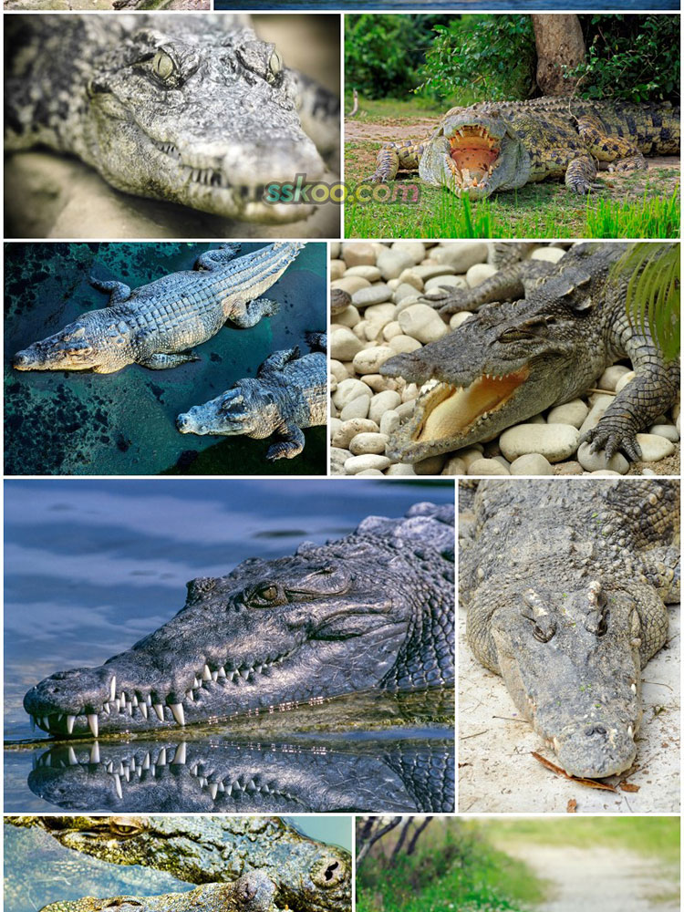 高清JPG素材鳄鱼图片长短吻鳄扬子鳄爬行野生动物园摄影特写照插图8