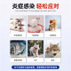 Sunuo cat and dog anti-inflammatory tablets amoxicillin and clavulanate potassium pet cat ຢາແກ້ຫວັດ cat nasal branch doxycycline