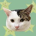 卖杨桃的猫