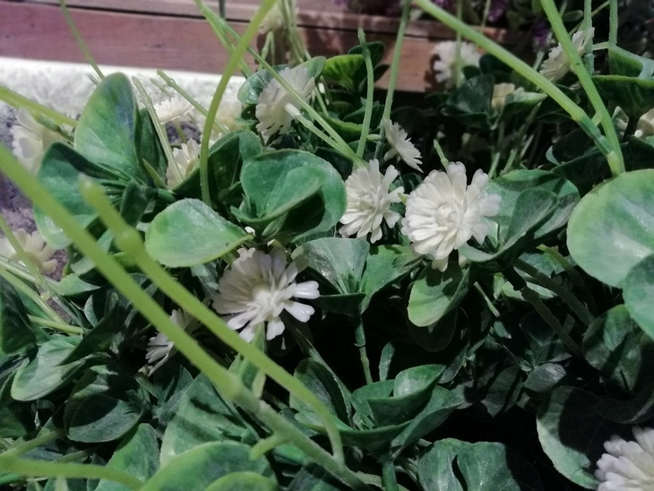 四镜头千元全面屏 手机荣耀9青春版评测