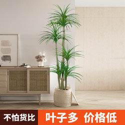 Z10 Artificial Green Plant Dragon Blood Tree Classy Living Room Decorative Tree Indoor Flower Large Bionic Pseudo Plant Potted Floor