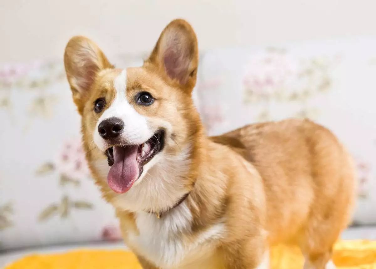 狗狗貧血類型有哪些 症狀是什麼 淘寶海外