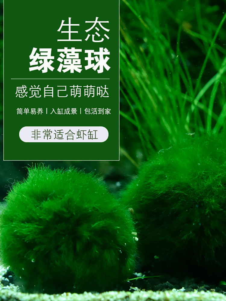 Fish tank Aquarium Landscaping water plant green bath ball Algae ball Shrimp Green hair ball Grass tank water plant ornamental ball living body