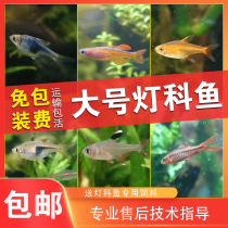 Lampidae fish small tropical ornamental grass tank group swimming fish traffic light zebra triangle lotus light tiger skin fresh water alive