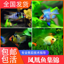 Enjoy tropical fish pet fish golden bobbles sapphire blue avatars phoenix short snapper phoenix fish mini parrot living