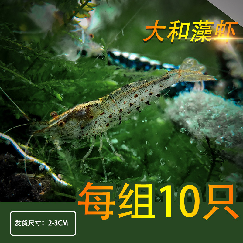Tropical Ornamental Shrimp Living Aquarium Pet Large River Marsh Shrimp Grass Vat with Algae Shrimp Tool Shrimp