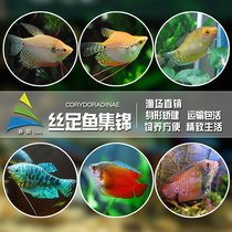Yellow manowana blue manlong colorful golden vest ball fish pearl vest tropical fish ornamental fish living fish