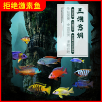 Tropical ornamental cichlid living sea bream cichlid freshwater rock habitat like sea fish small easy to feed and live