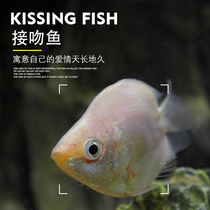 White KISS Fish Color KISS Fish KISS fish Tropical Fish Aquarium Fish Live Fish Pet Fish