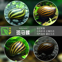 Zebra snail Live ornamental snail Aquarium powerful cleaning grass tank Fish tank algae removal tool Watermelon snail Soda snail