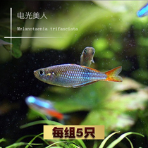 Dashi aquarium electro-optical beauty freshwater grass tank group of swimming fish