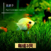 Small freshwater fish Golden Bozi Avatar phoenix fish short snapper Pikachu treasure basketball tropical ornamental fish living