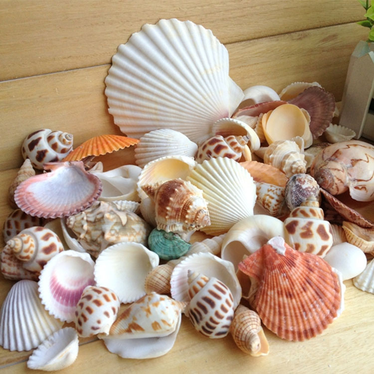 Fish cylinder aquarium scenic shell sea star screw cylinder decorated turtle cylinder setting package