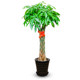 Five-braided money tree potted indoor office greening opening housewarming gift plant Shanghai door-to-door delivery