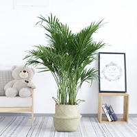 Насыщенный кокос 1,1-1,2 метра с тазиком и корзиной из бамбука.