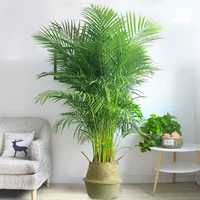 Подсолнух Sanwei 1,9-2 метра в горшке с бамбуковой корзинкой