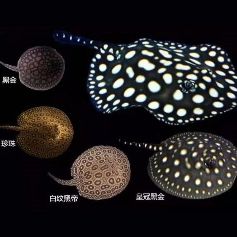 25年必买黑金皇冠虹鱼!黑白魟鱼珍珠虹黑帝龙鱼活体观赏鱼避坑指南-好物推荐-淘宝好物网