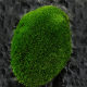 Fresh moss micro-landscape ecological bottle diy white hair moss bonsai rockery decoration amphibious tank plant material moss