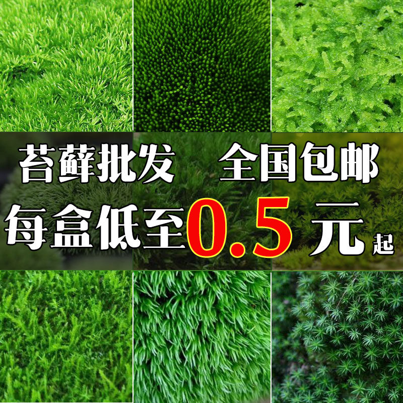 Fresh Moss Microscape Eco Bottle Diy White Hair Moss Bonsai Fake Mountain Decoration Amphibious plant material green moss
