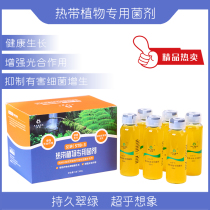 Rainforest amphibious tropical plant universal fungicide suppresses bacteria breeds to enhance photosynthesis-specific liquid