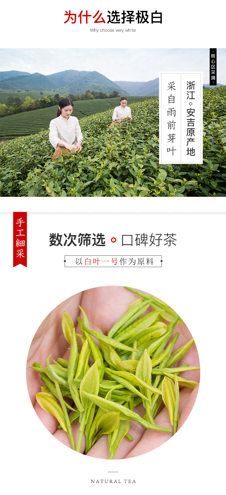 极白 安吉白茶 令鲜四钻 雨前特级螺型茶 120g 图5