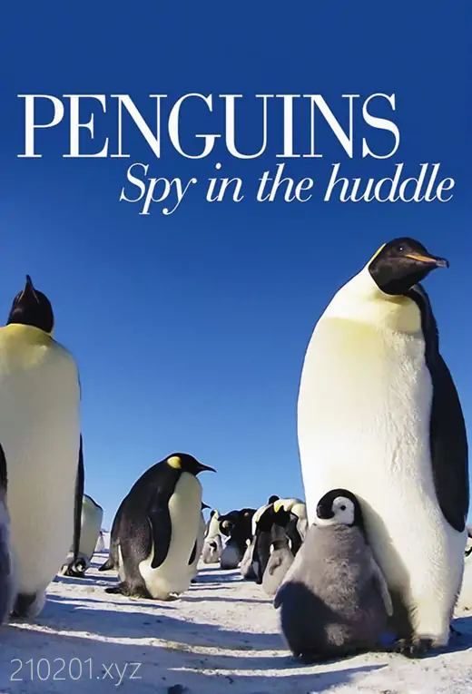 企鹅群里有特务（Penguins - Spy in the Huddle）.webp