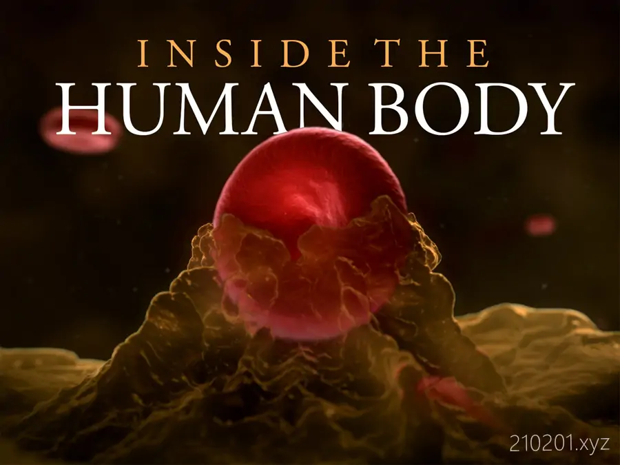 人体奥秘 Inside the Human Body 科普纪录片全集视频在线观看下载