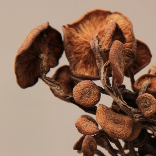 Hai Lingshan Zhen | Qingchuan Qinggang 100G Wild Green Barrobacteri