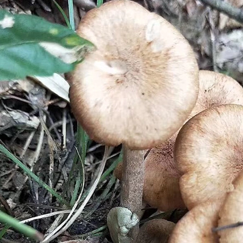 Hai Lingshan Zhen | Qingchuan Qinggang 100G Wild Green Barrobacteri