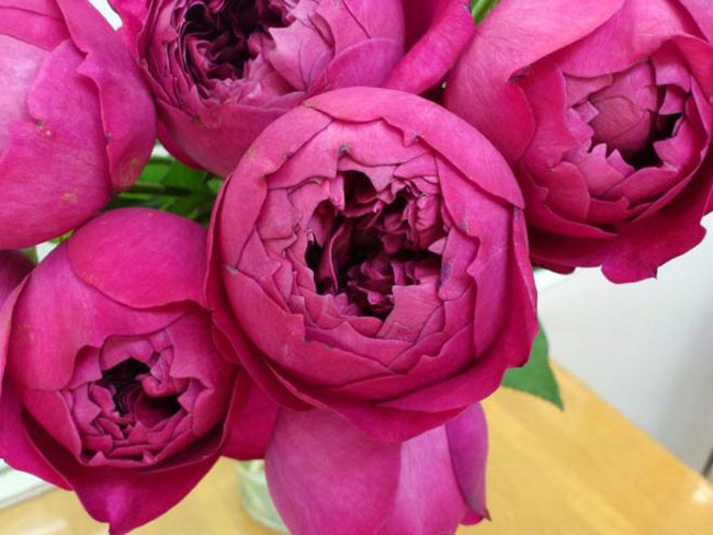 日系切包香水月季花苗 秋日胭脂 深紫色温度高变浅 蔷薇玫瑰花苗-微购时尚女性网