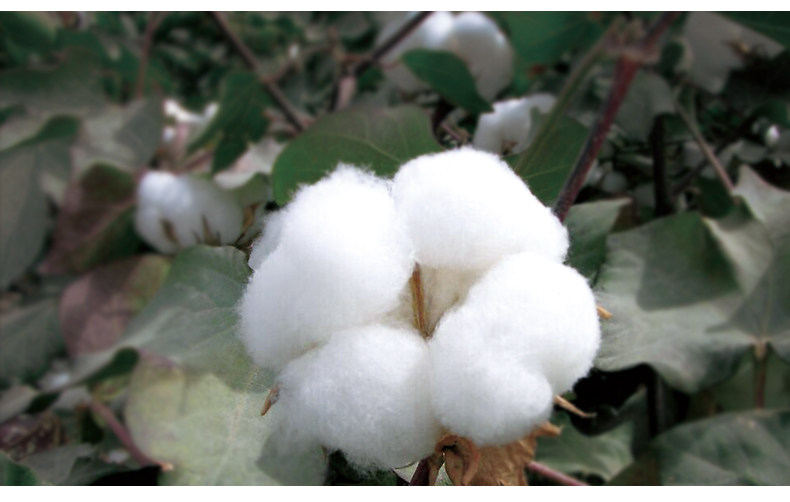 Chaussettes - collants ZJZUE YM36212 - Ref 753760 Image 21