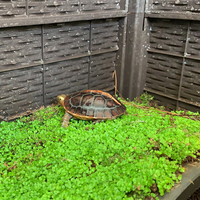 Green Cloth Yellow Edge Environmental Plant Angrim Breeding tank Half tank Turtle Climbing for Scape Grass Seed