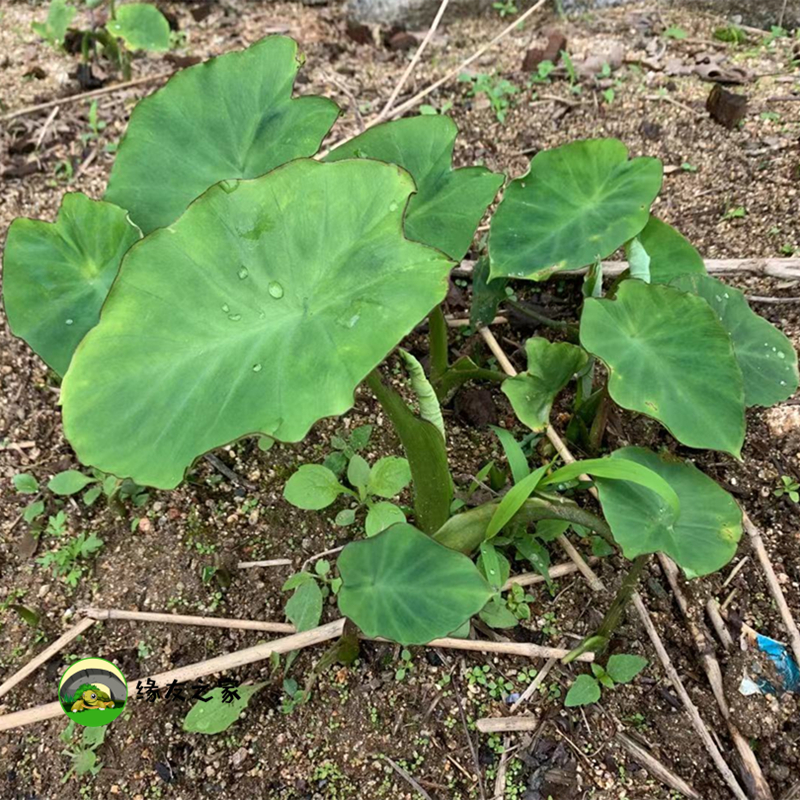 Home of friends of the yellow turtle Ecological environment Landscaping plants Wild taro potato well-raised ecological green plants