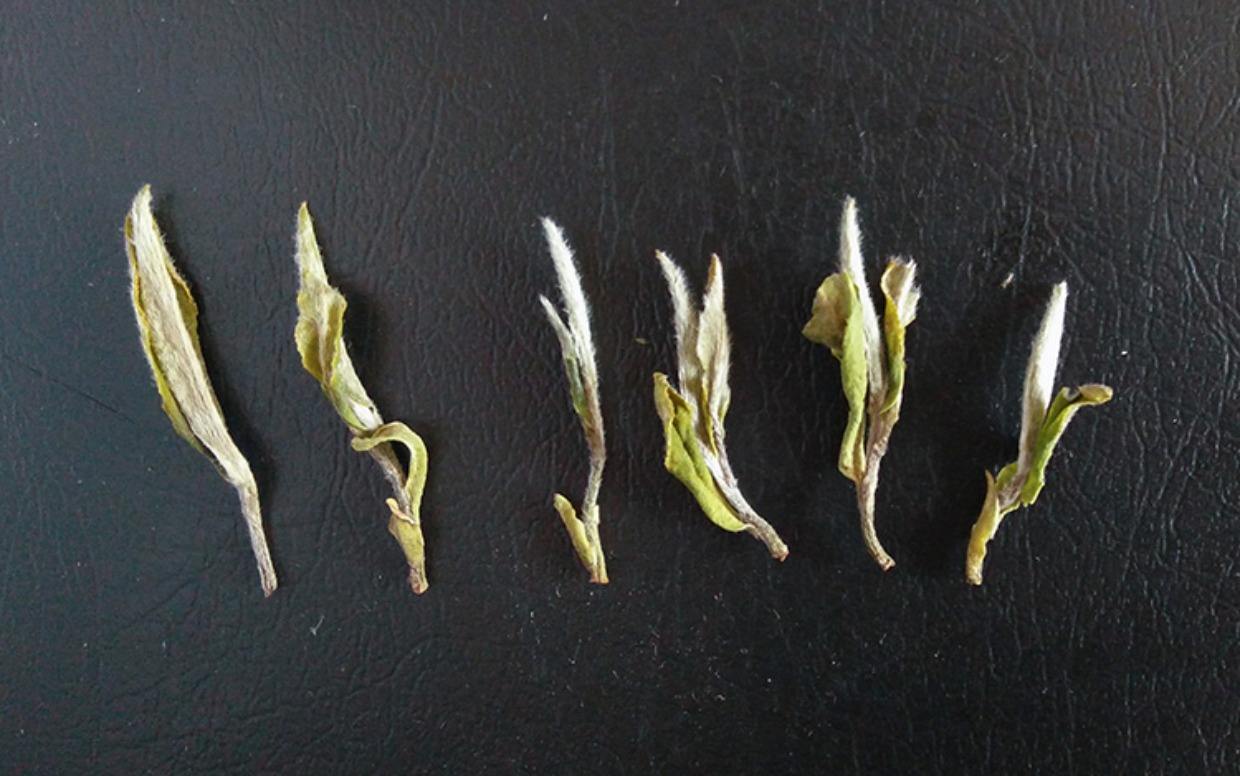 不同的绿茶，怎样泡出清香的茶味？29