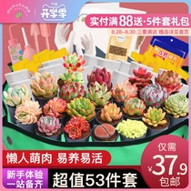  Succulents novice package Meat flower plant combination Desktop potted flowers Nutrient soil Fertilizer Succulents flower pot