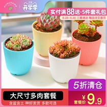  Yunnan straight-haired succulents combination Indoor office flowers green plants meat plants desktop small potted plants package