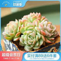 Ice plum Qunsheng Creative succulents Green plant status Meat combination Novice easy to raise small pot does not contain pots