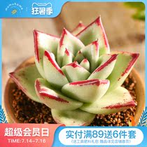 Yunnan straight hair mumuhome ebony succulents combination potted indoor flower plants potted creative meat meat