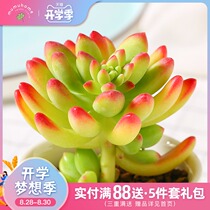  Yunnan straight hair lemon finger single-headed small pile succulents combination potted flowers Green plants Adorable meat meat free pot
