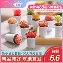  Succulents combination potted novice package Meat plant combination Flower potted pot with flower pot Yunnan