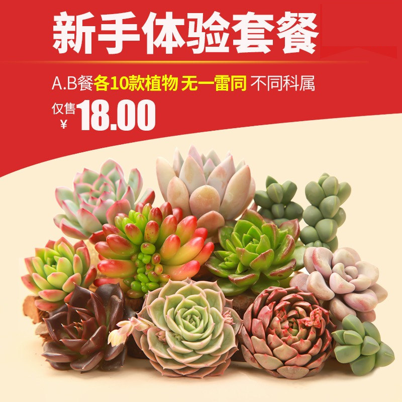 Succulents Beginner Package Succulents Succulents Combination Green Plants Potted Flowers No Pot soil