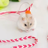 Добавить карту хомяка белка норк