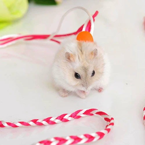 Добавить карту хомяка белка норк