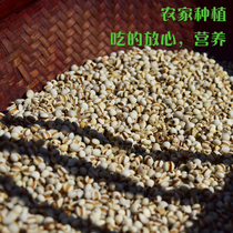 Yuanzi Fresh Zhejiang Small coix seed Coix seed Coix seed Rice Yiren Whole grain whole grain oil 500g