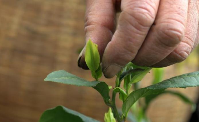 同样是红茶,金骏眉和正山小种有何区别?