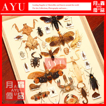 Various non-beetle insect specimen crafts materials Wax cicada mantis grasshopper bee Spider scorpion aquatic products