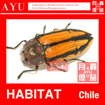 South American Conognatha genus Gidding stripe insect specimen crafts material Museum collection beetle color