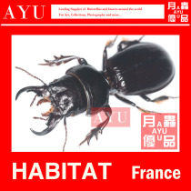 European Infantry Chia Insect Specimens Crafts Materials Bots Collection French Beetle Art Design Photography